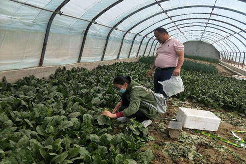 《揭秘寿光蔬菜种植技术：如何让蔬菜高产又优质？》
