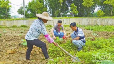 《红妃木瓜：揭秘高效种植技术，开启致富之门？》