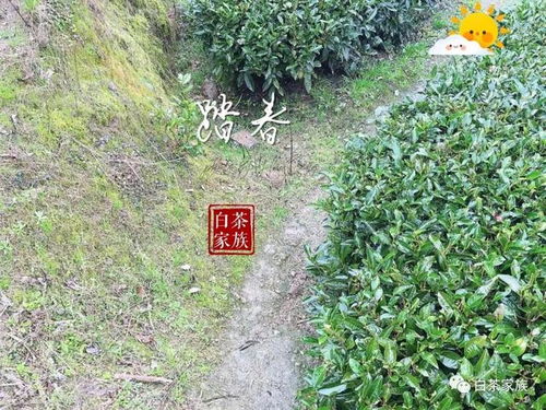 揭秘福鼎白茶树种植技术：如何培育一杯好茶的奥秘？