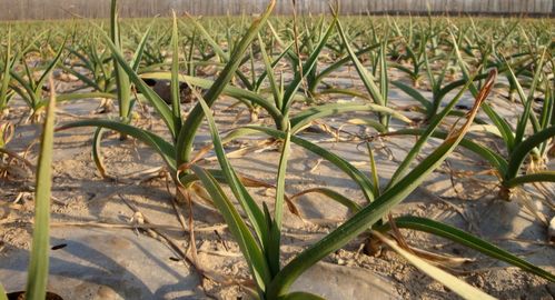黑大蒜种植揭秘：视频教学助您轻松掌握高效种植技术