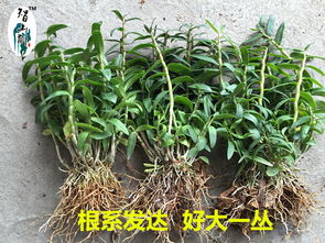 揭秘铁皮石斛种植奥秘：如何实现高产量与高品质？