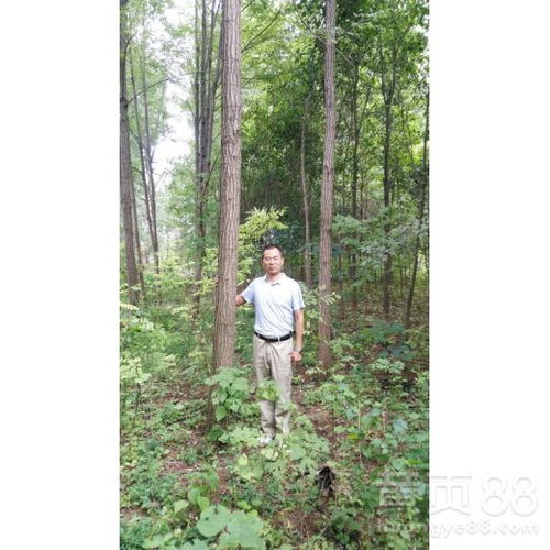《刺槐种植秘籍：揭秘高效生态培育之道》