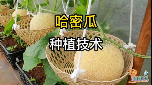 揭秘哈密瓜种植秘诀——专业培训班助您一“瓜”独大