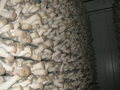 《杏鲍菇种植攻略：揭秘高效种植秘诀，提升产量与品质！》
