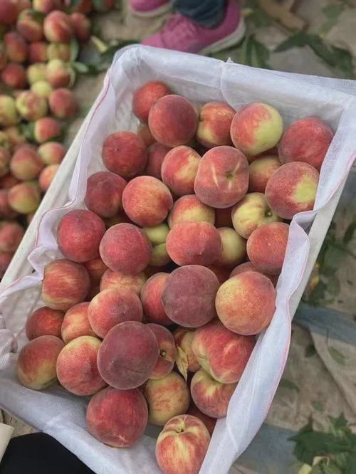 探秘奉化水蜜桃种植：揭秘高糖分、高品质的秘密武器