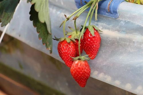 无土草莓种植技术：引领农业绿色革命的新潮流