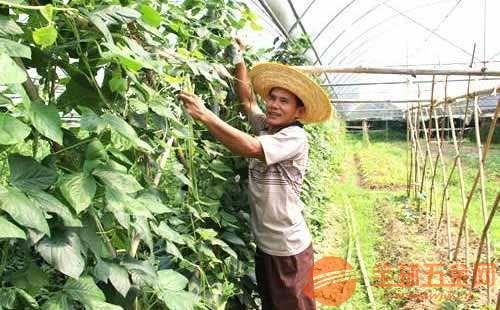 《揭秘高效豆角种植技术：如何实现亩产翻番？》