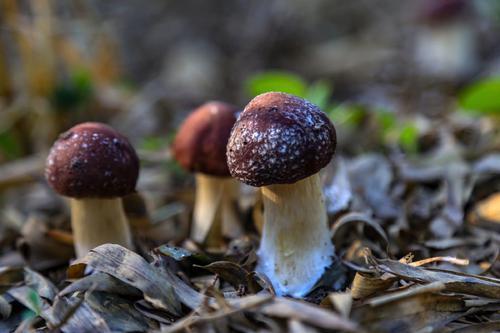 《揭秘赤松茸种植奥秘：带你走进自然馈赠的宝库》