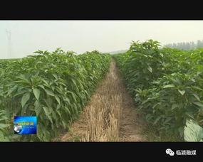 辣椒种植技术全攻略：从选种到收获，如何种出高品质辣椒？
