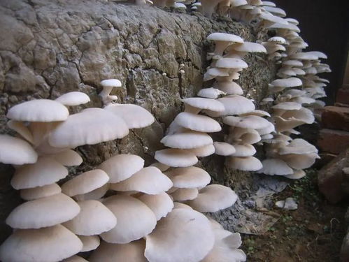 揭秘平菇种植之谜：高效技术助力产业升级