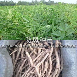 防风种植技术要点解析：如何打造稳固的生态防线？