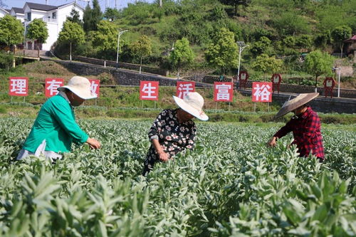揭秘蚕豆种植技术：高效栽培指南，让您的土地焕发生机！