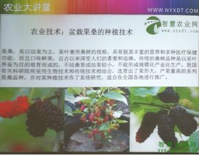 盆栽果桑种植，绿色生活新风尚——揭秘高效种植技巧