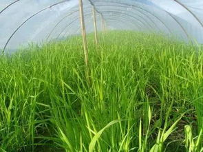 双季茭白种植技术揭秘：高效益的秘密武器，你了解多少？