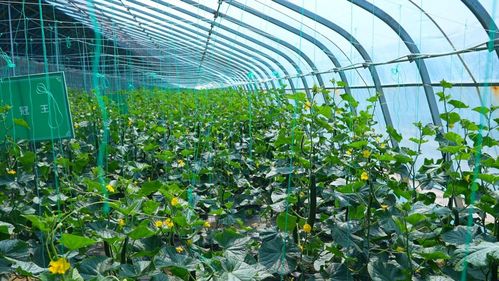 蔬菜大棚种植新革命：揭秘智能温室技术如何引领未来农业