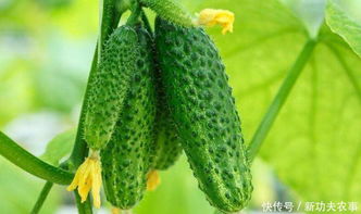 黄瓜种植新篇章：揭秘高效益的栽培技术