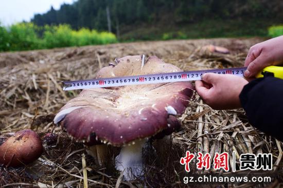 贵州赤松茸种植技术揭秘：如何打造高品质食用菌产业？