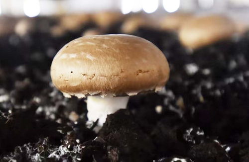 《探索蘑菇种植奥秘：揭秘蘑菇种植技术学习之地》