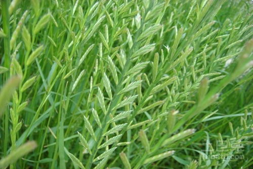 水芹菜种植技术揭秘：投入产出比多少？种植成本解析