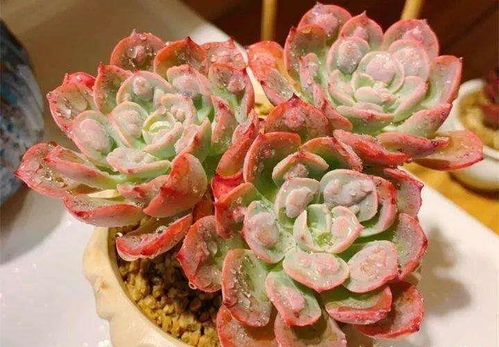 揭秘多肉种植奥秘——探索自然之美，开启绿色生活之旅