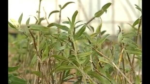 石斛种植新趋势：科技赋能，绿色可持续发展