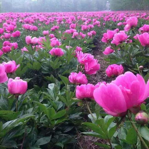 《白芍种植技术解析：揭秘亩产量提升之道》