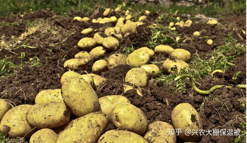 揭秘土豆种植奥秘：高效技术视频教你轻松丰收