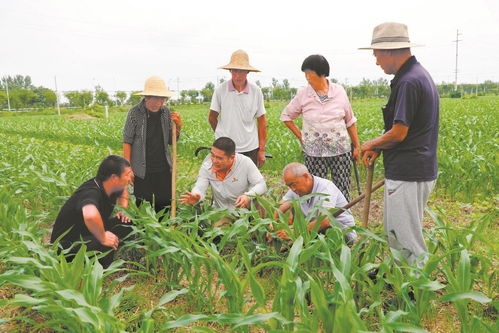 《揭秘野生桑黄种植，开启生态农业新篇章——深度解析桑黄种植技术培训》