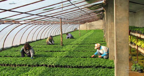 《揭秘大棚种植：技术革新下的高效管理之道》