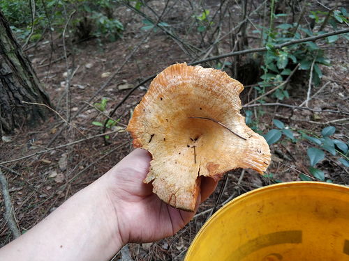 松树菌种植：揭秘绿色财富的秘密通道