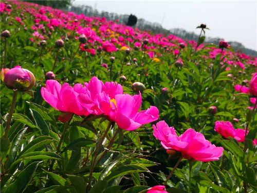 《白芍种植：揭秘中药材的黄金时代——技术指南与未来展望》