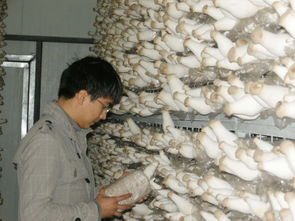 《揭秘食用菌种植：掌握自然奥秘，开启健康生活之门》