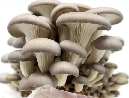 揭秘平菇种植技术：如何高效培育美味佳品？