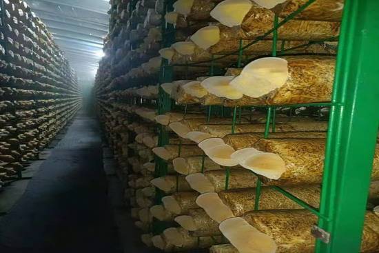 山西桑黄种植技术革新：揭秘高效益的“森林黄金”栽培之道