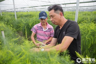 《阳台上的绿意盎然：芦笋种植攻略揭秘》