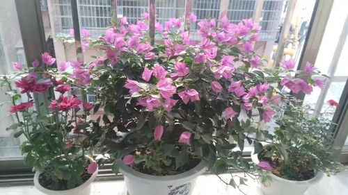 探索盆景花卉种植的艺术与科学——揭秘园艺大师的秘密花园