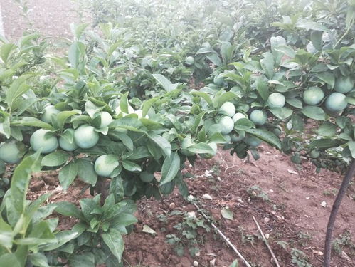 李子苗种植技术揭秘：如何培育出优质李子果实？