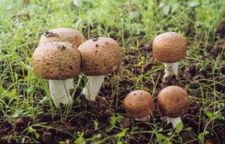 揭秘松茸种植：一场与自然的和谐共舞