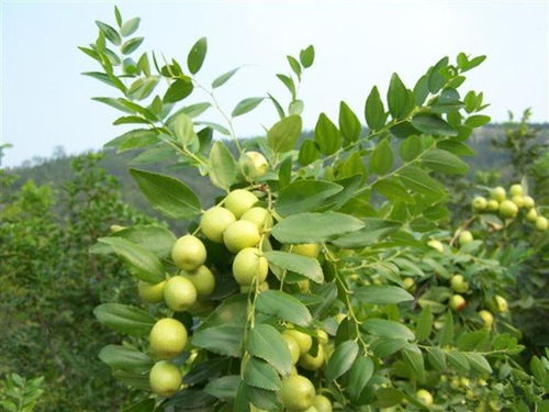 枣树种植与管理：揭秘高效产量的秘密武器