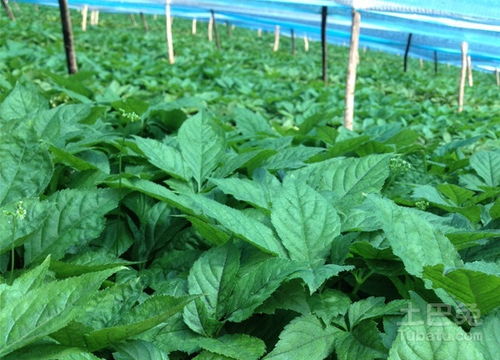 揭秘荠菜种植秘籍：如何轻松实现高产高效？