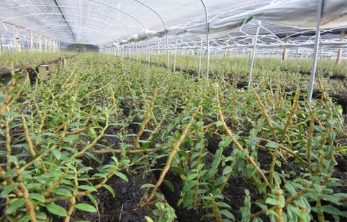 石斛网格种植技术：揭秘高效益的现代农业新潮流