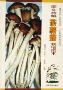 茶薪菇种植技术揭秘：高效益背后的秘密