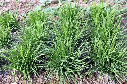 韭菜种植：揭秘高效管理与关键技术