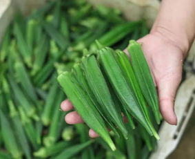 广西秋葵种植技术揭秘：如何打造高效益的绿色农业？