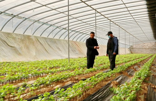 《大棚苗木种植技术革新：揭秘高效绿色之路》