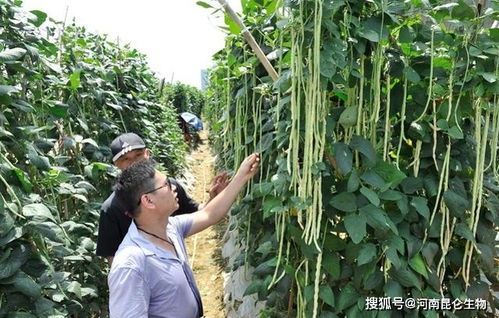 《豆角种植：揭秘高效管理的五大关键步骤》