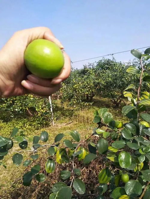 揭秘台湾蜜枣种植秘籍：科技赋能下的甜蜜事业