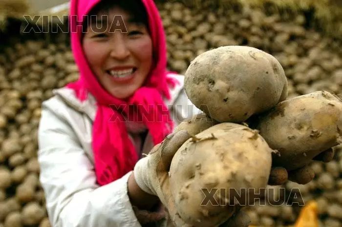 9月起多地马铃薯陆续上市 市场供应增加价格下跌