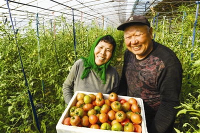 揭秘铁皮西红柿种植之谜：如何实现高产与品质双赢？