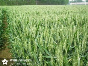 小麦种植革新：揭秘最新技术助力丰收时代